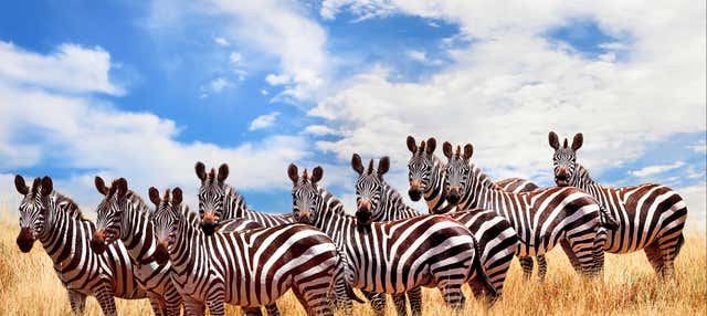 Safari di 6 giorni a Masai Mara, Amboseli e al lago Naivasha