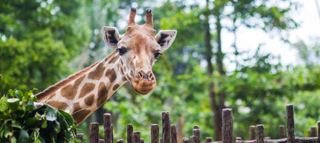 Escursione al Giraffe Centre