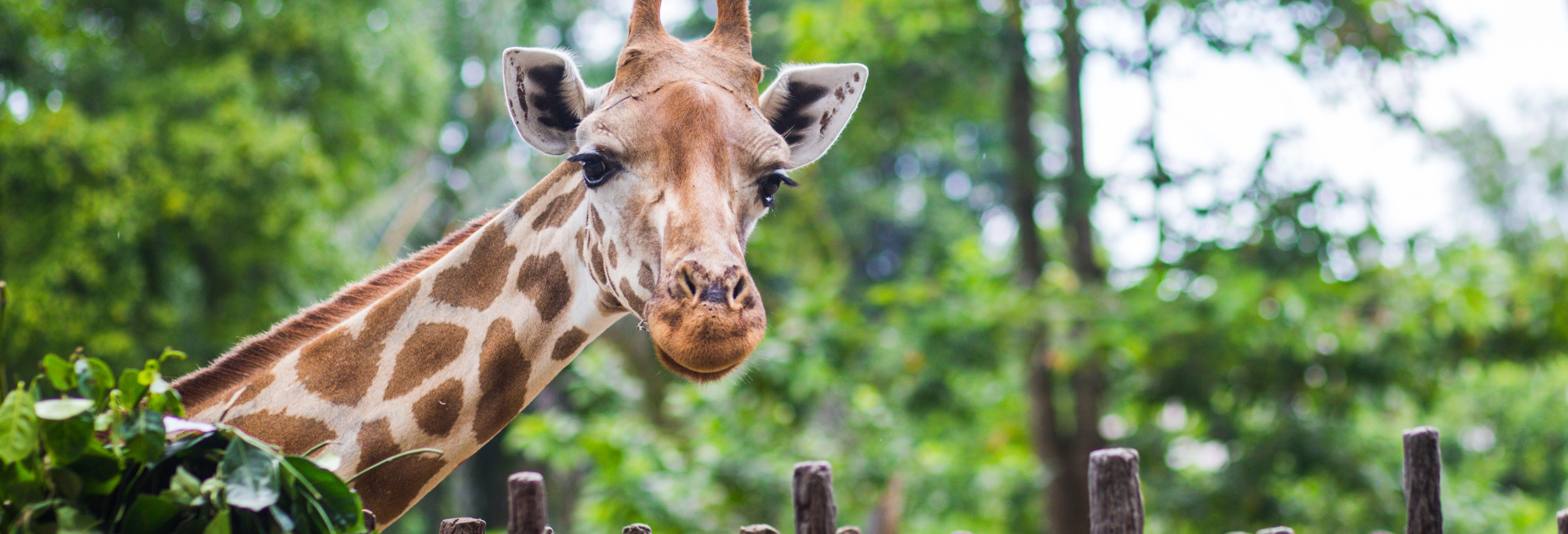 Giraffe Centre Tour