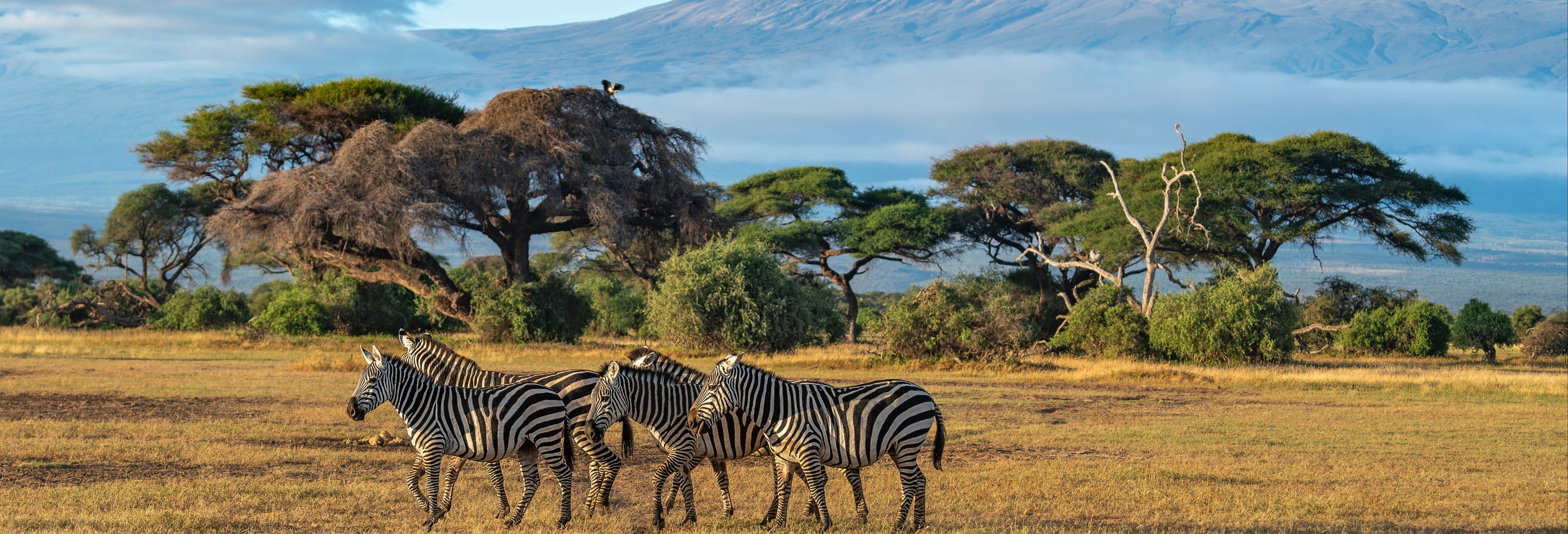 Safari di 2 giorni nel Parco Nazionale di Amboseli