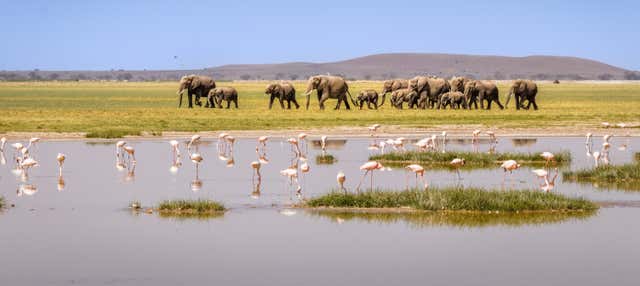 Safari privato di 3 giorni al Parco Nazionale di Amboseli