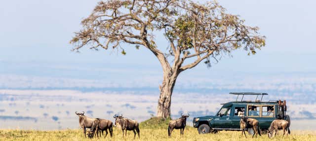 Safari di 3 giorni nella riserva di Masai Mara