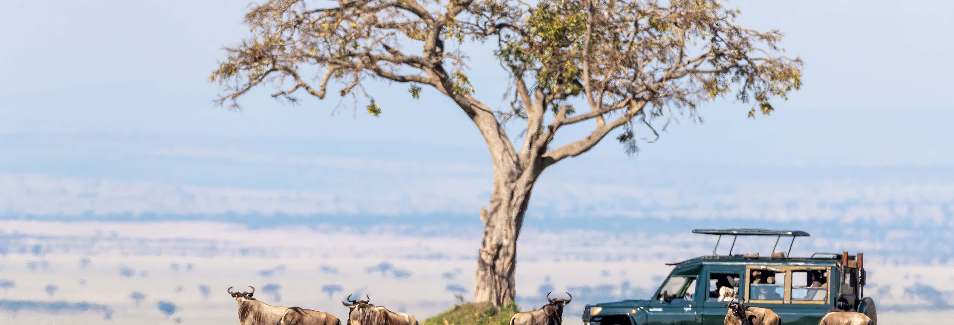 Safari di 3 giorni nella riserva di Masai Mara