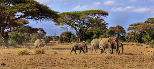 Safari al Parco Nazionale di Amboseli