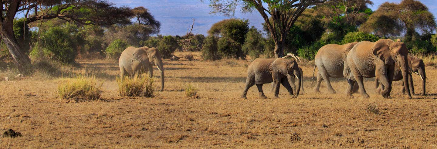 Safari al Parco Nazionale di Amboseli
