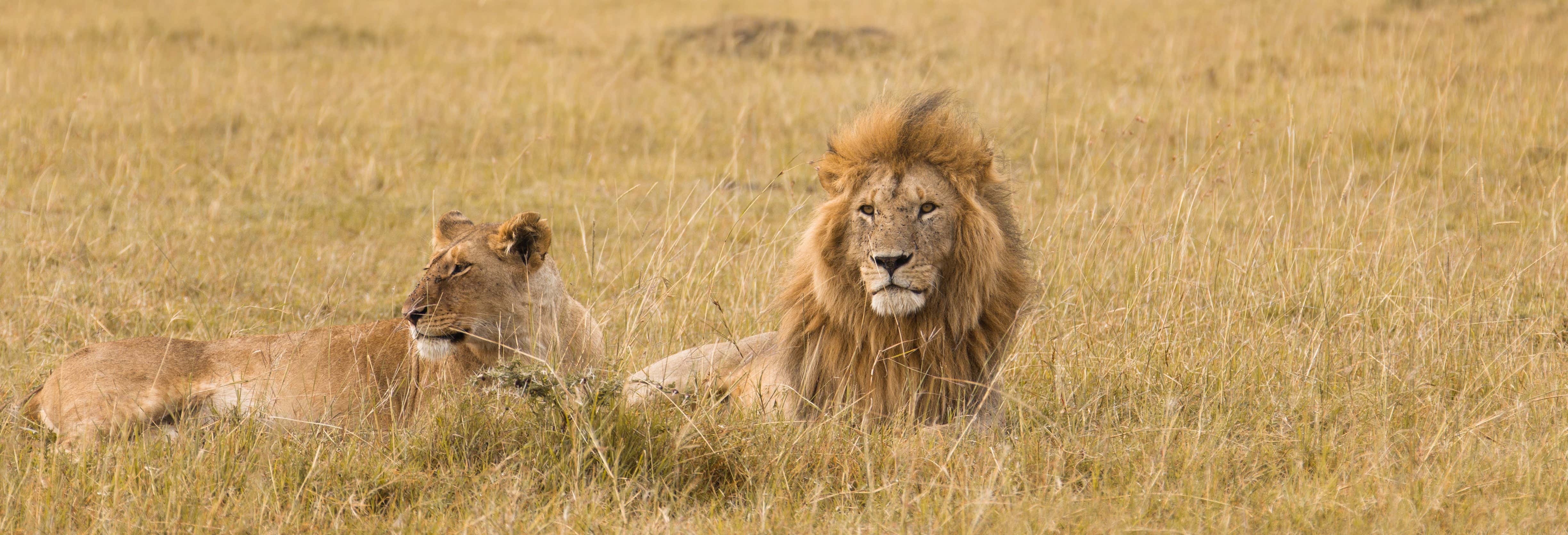 Safari di 7 giorni a Masái Mara, Amboseli, Hell's Gate e Lago Nakuru