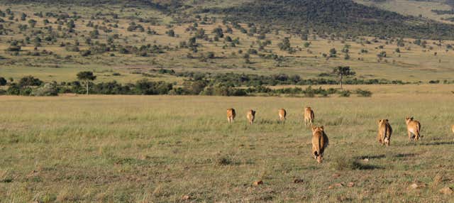 Safari di 4 giorni a Masai Mara e al lago Nakuru