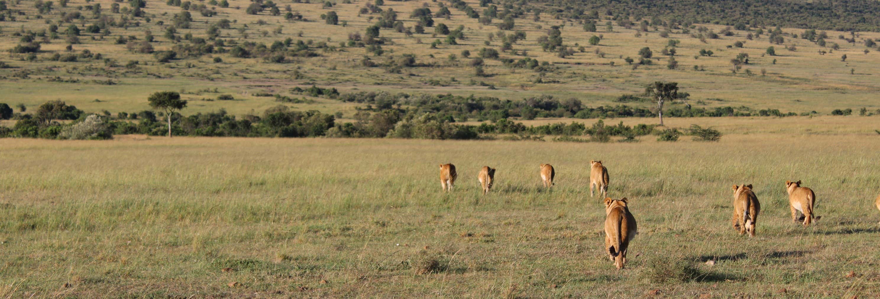 Safari di 4 giorni a Masai Mara e al lago Nakuru
