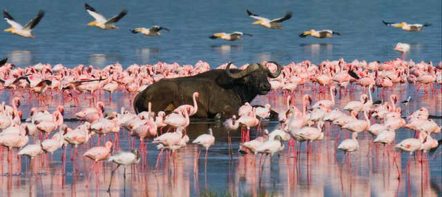 Safari di 5 giorni a Masai Mara, Lago Nakuru e Parco Nazionale Aberdare