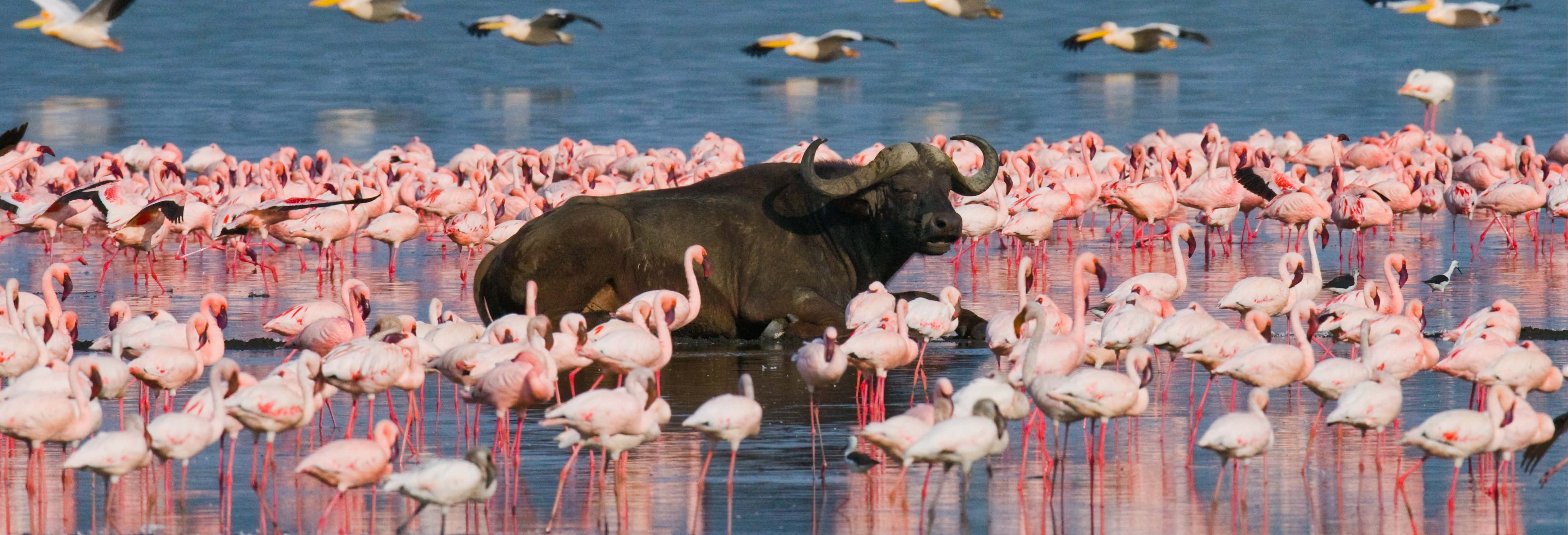 Safari di 5 giorni a Masai Mara, Lago Nakuru e Parco Nazionale Aberdare