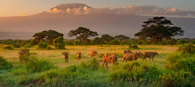 Safari privato di 2 giorni al Parco Nazionale di Amboseli