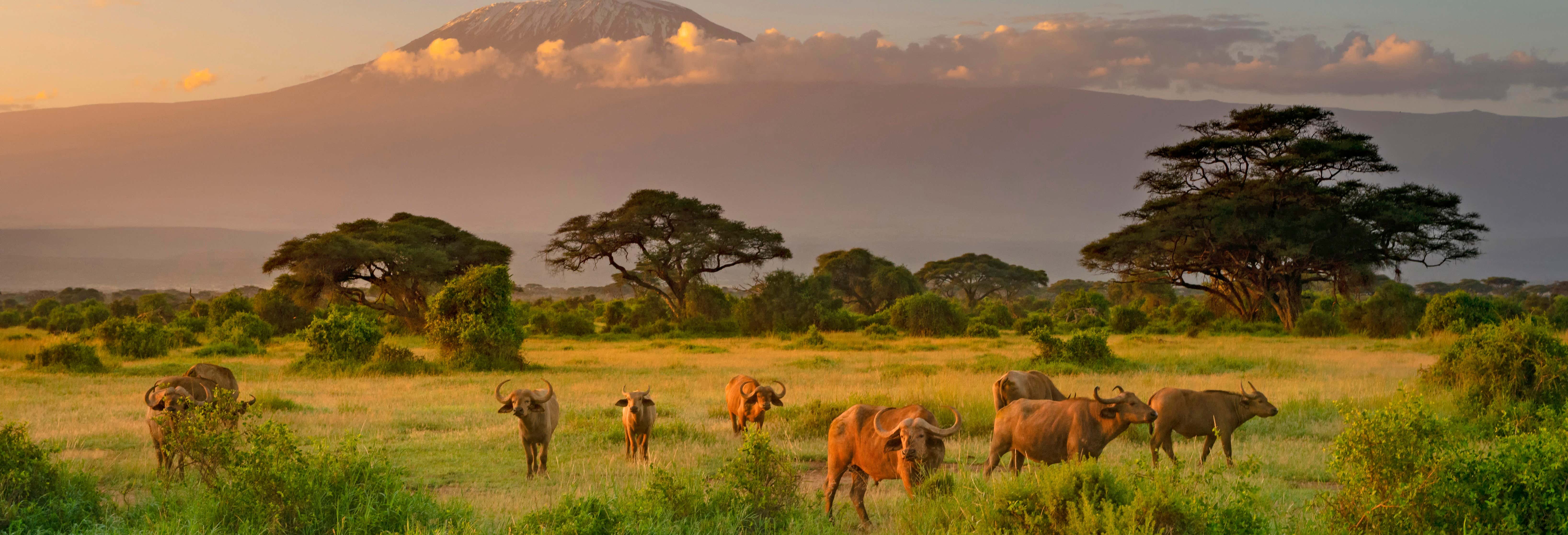 Safari privato di 2 giorni al Parco Nazionale di Amboseli