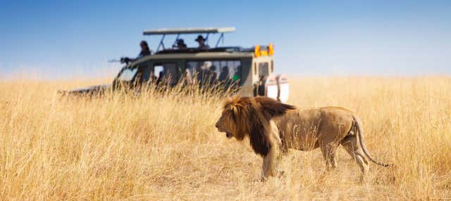 Safari privato di 6 giorni a Masai Mara, Amboseli e lago Naivasha