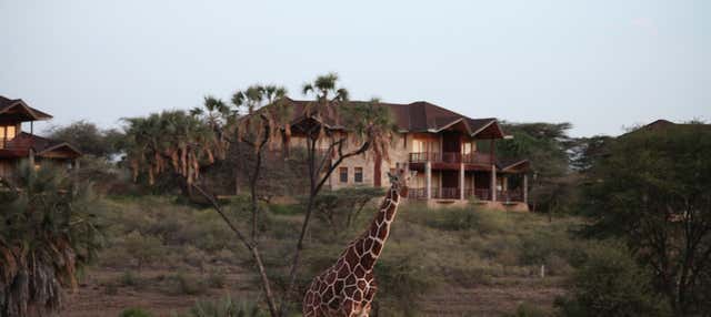 Safari privato di 2 o 3 giorni nella Riserva Nazionale di Samburu