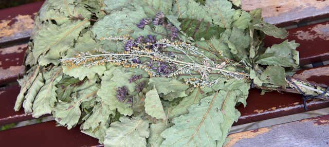 Esperienza privata in sauna nei boschi di Vilna