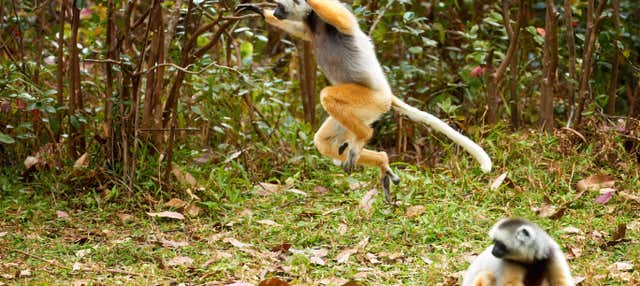 Tour di 9 giorni in Madagascar