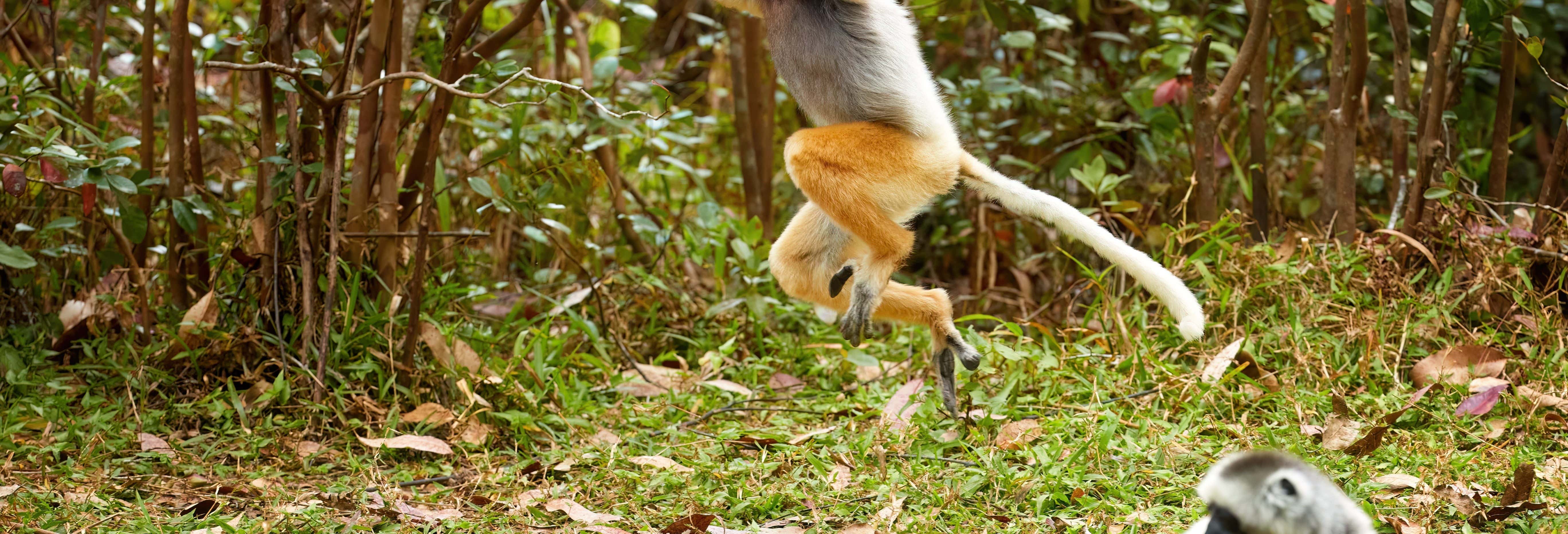 Tour di 9 giorni in Madagascar