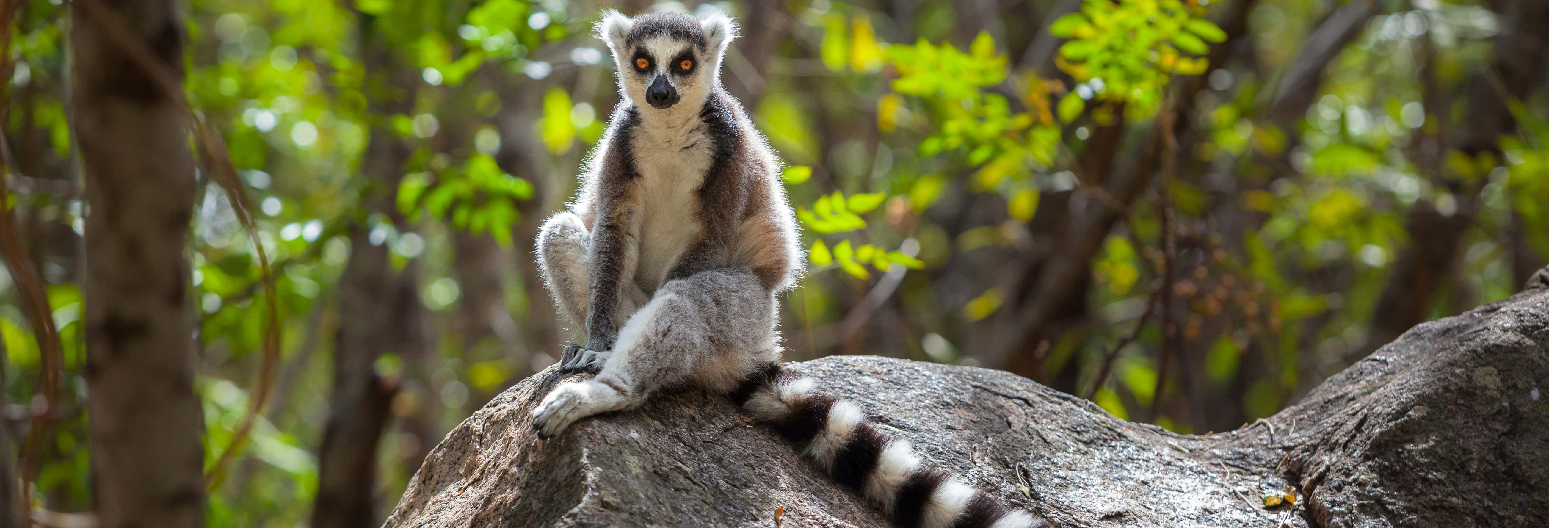 Escursione privata alle riserve di Analamazoatra e Vakona