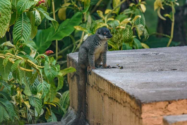 Lemurs of Madagascar Private Tour
