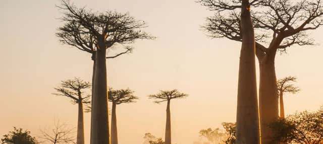 Tour privado de 9 días por Madagascar