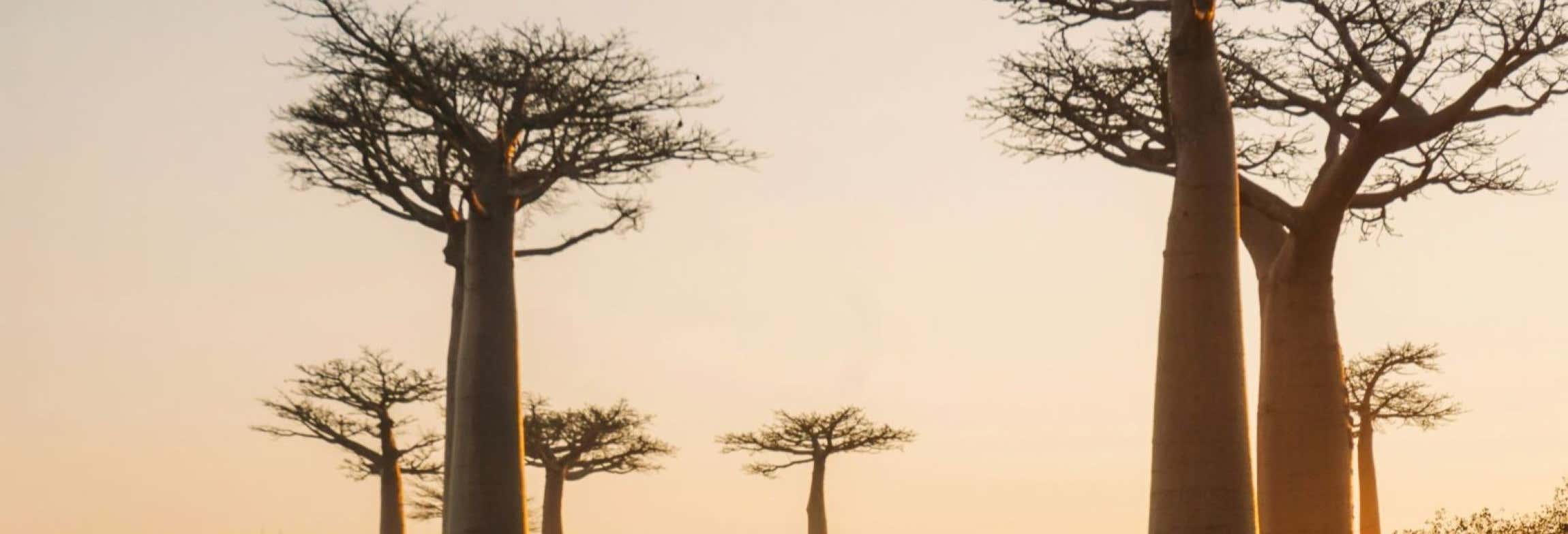 Tour privado de 9 días por Madagascar
