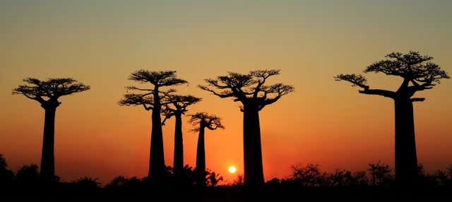 Tour del Viale dei Baobab al tramonto