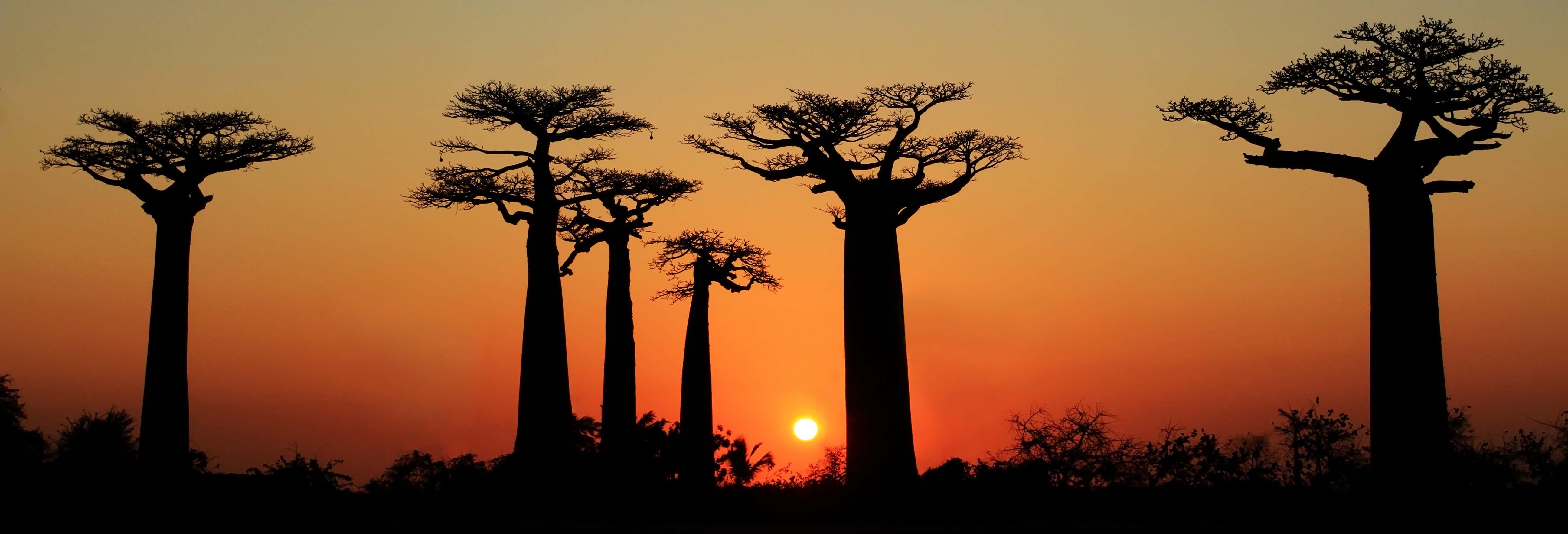 Tour del Viale dei Baobab al tramonto