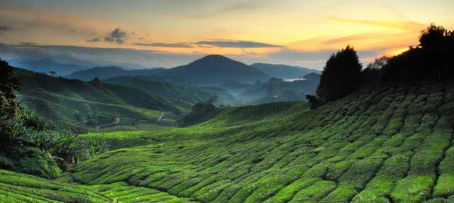 Tour delle Cameron Highlands all'alba