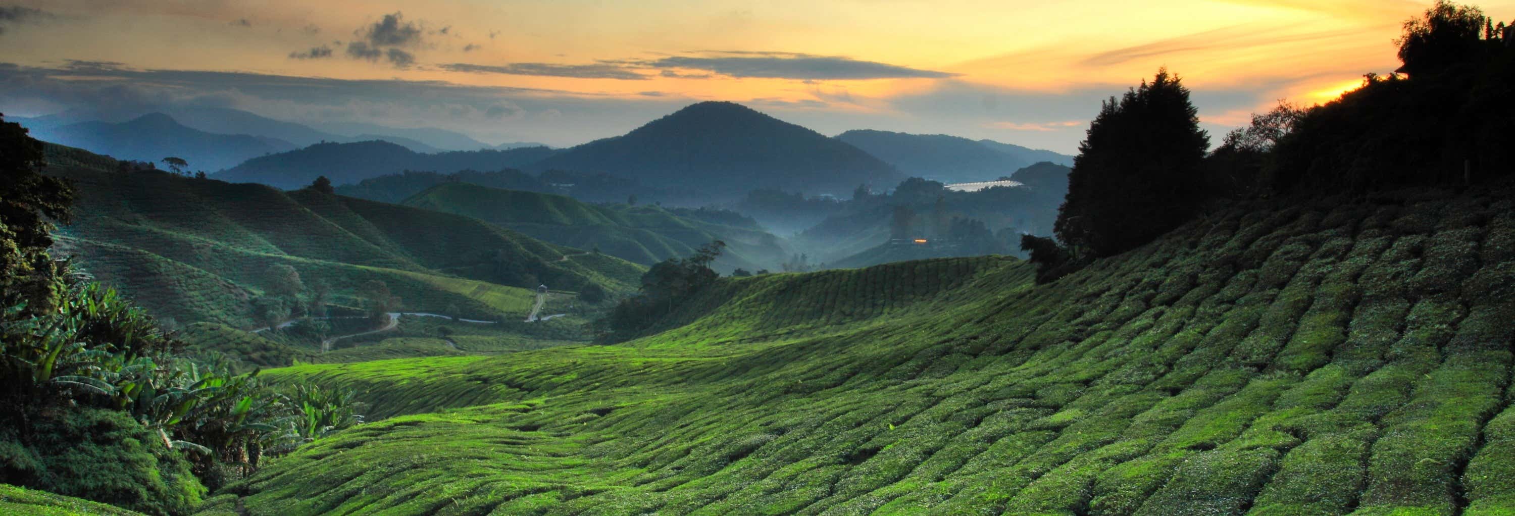 Cameron Highlands Sunrise Tour