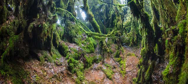 Escursione a Mossy Forest