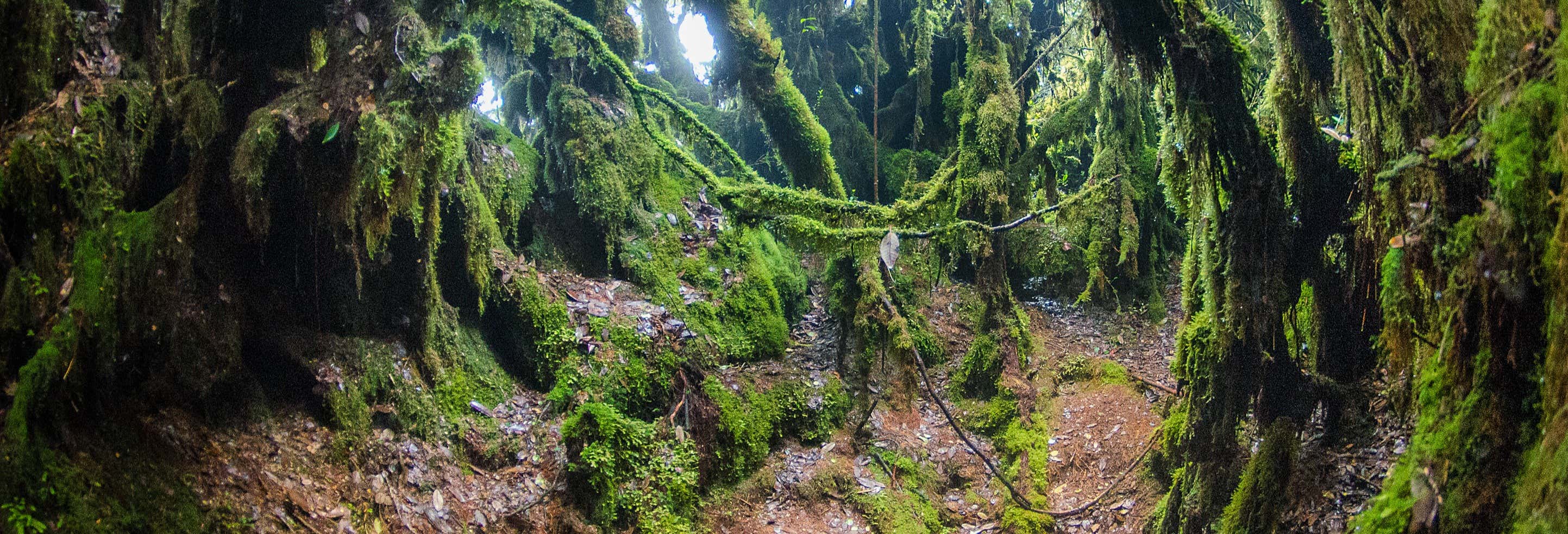 Mossy Forest Tour