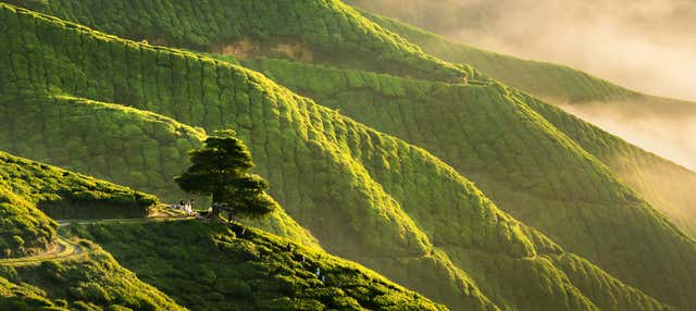 Tour delle Cameron Highlands