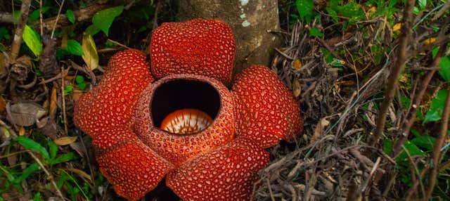 Tour della rafflesia nelle Cameron Highlands