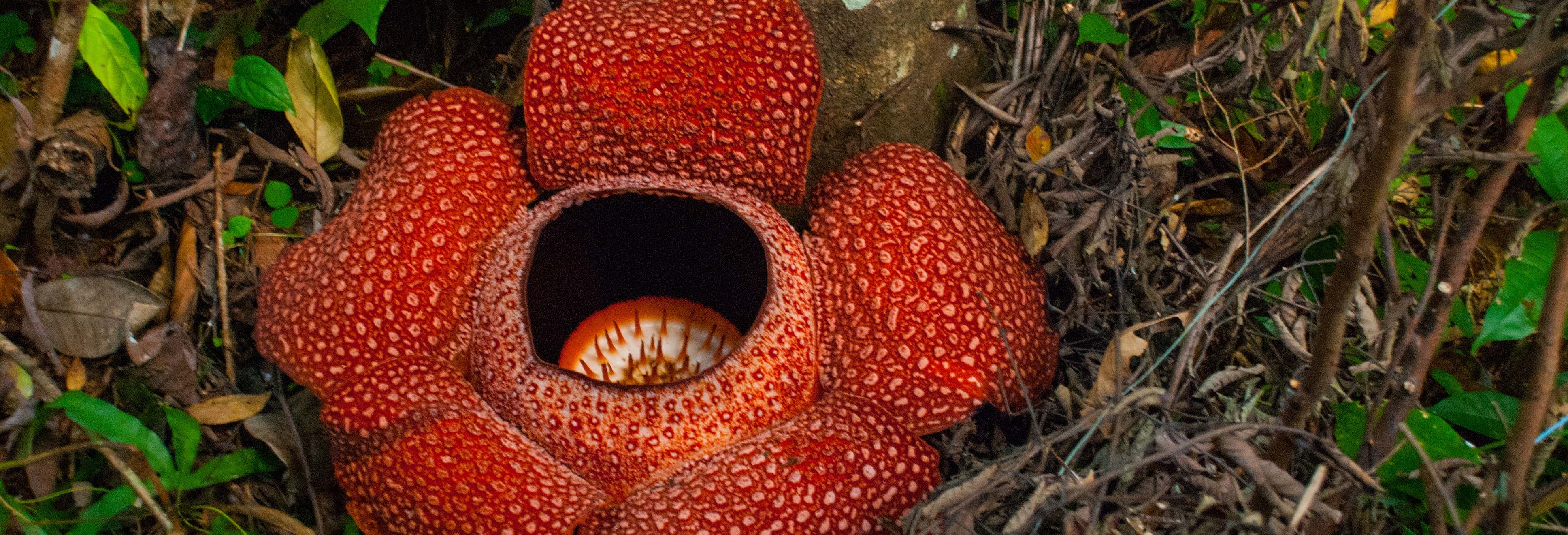 Cameron Highlands Rafflesia Excursion