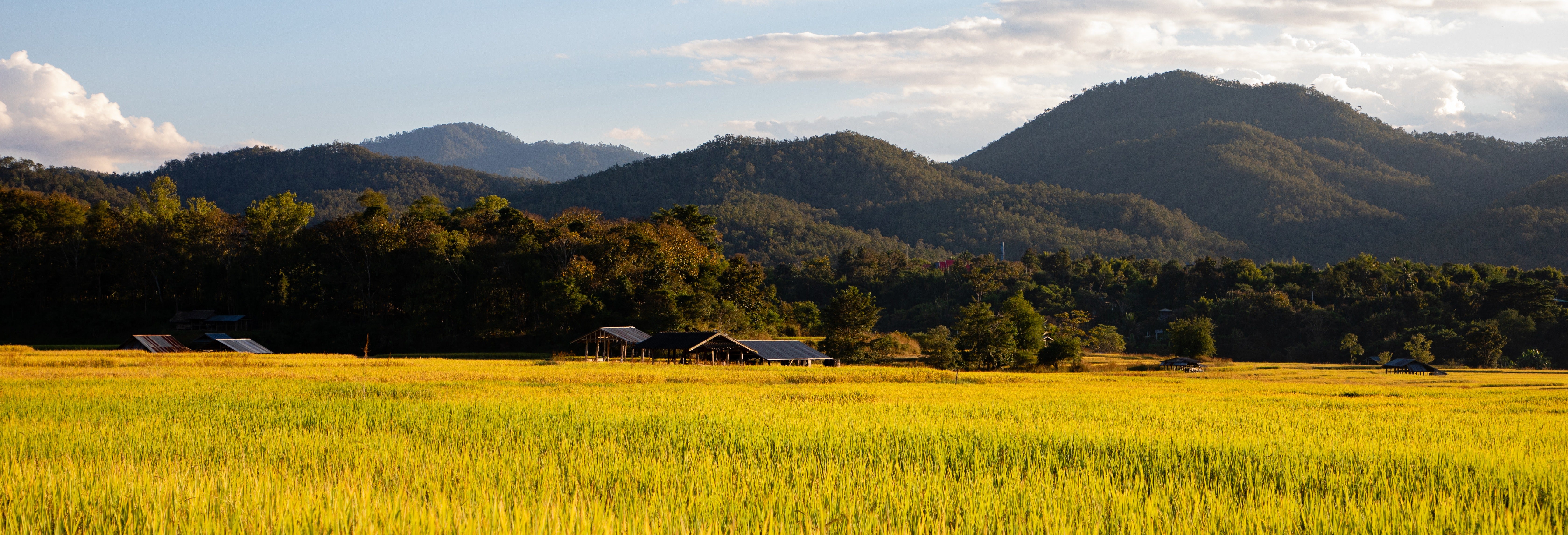 Excursão aos arrozais de Sekinchan