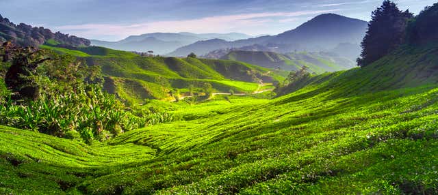 Escursione alle Cameron Highlands