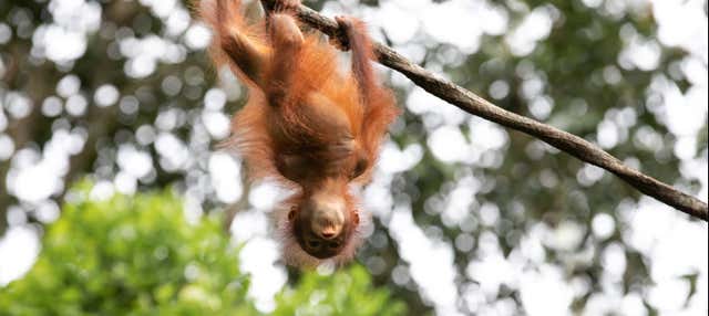 Semenggoh Wildlife Centre + Santuario di coccodrilli