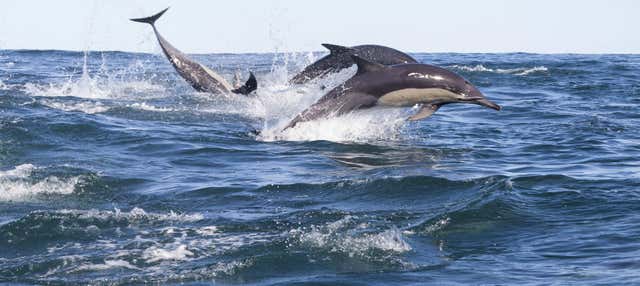 Avvistamento di delfini ad Addu