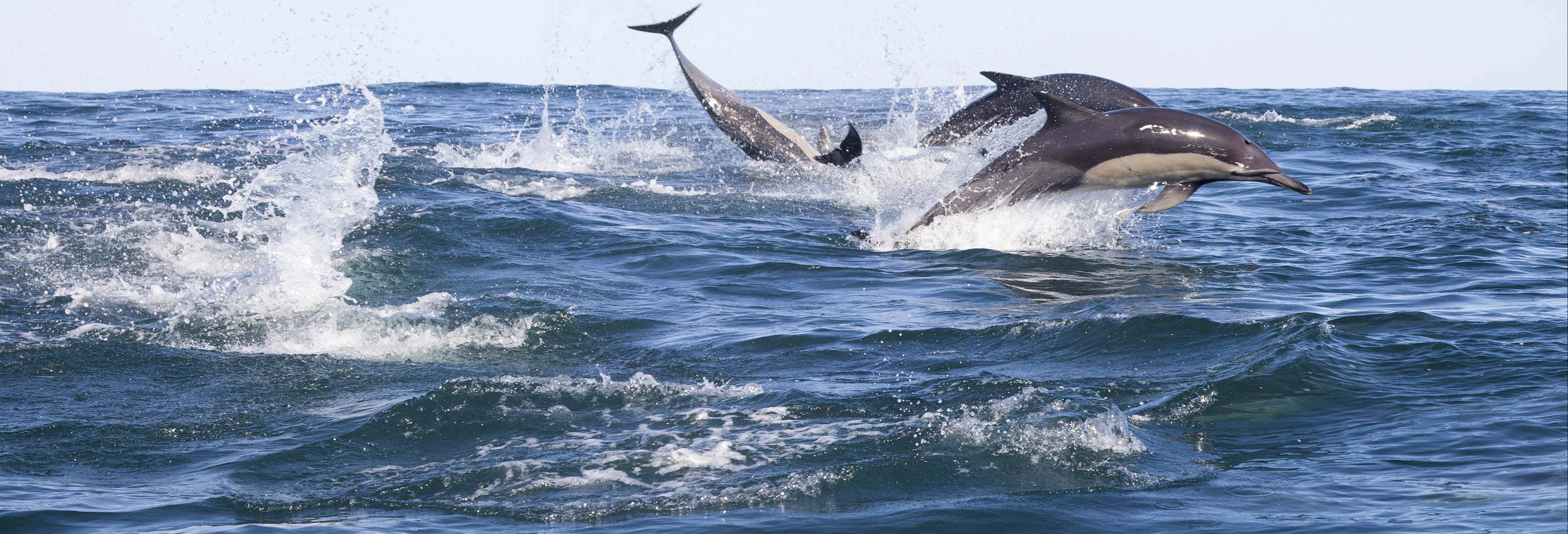 Avvistamento di delfini ad Addu