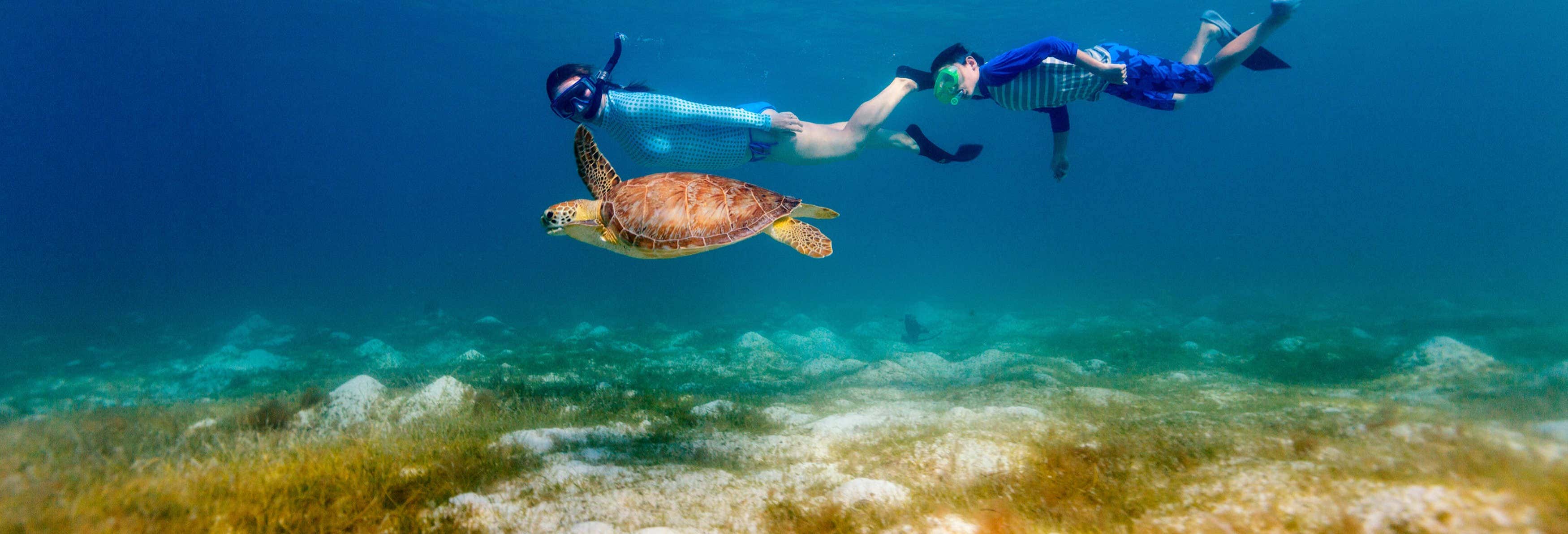 Snorkeling con tartarughe e mante giganti