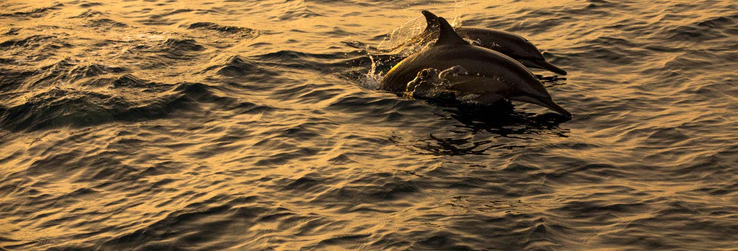 Avvistamento di delfini a Dhiffushi