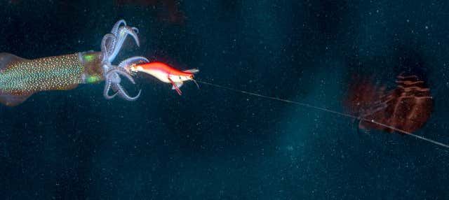 Pesca serale a Dhiffushi