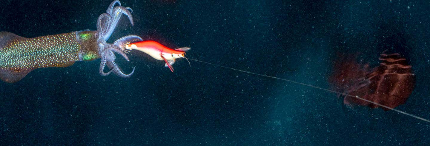 Pesca serale a Dhiffushi