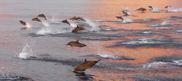 Avvistamento di delfini a Huraa