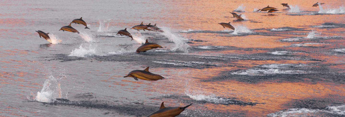 Avvistamento di delfini a Huraa