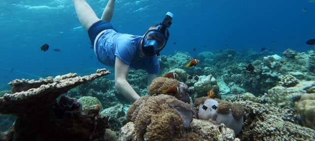 Snorkeling a Maafushi + Avvistamento di delfini