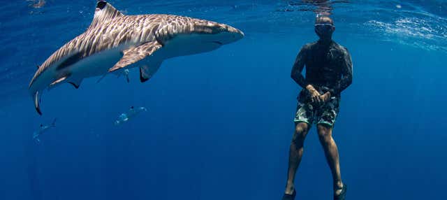 Snorkeling con squali + Relitto
