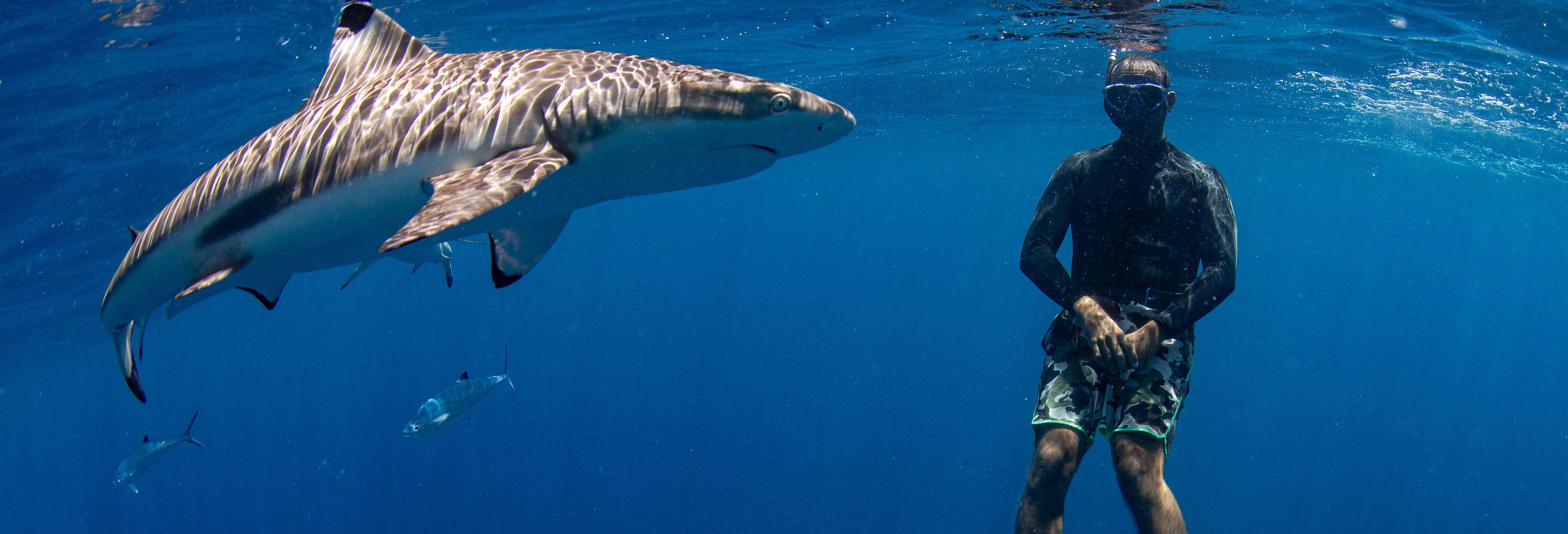 Snorkeling con squali + Relitto