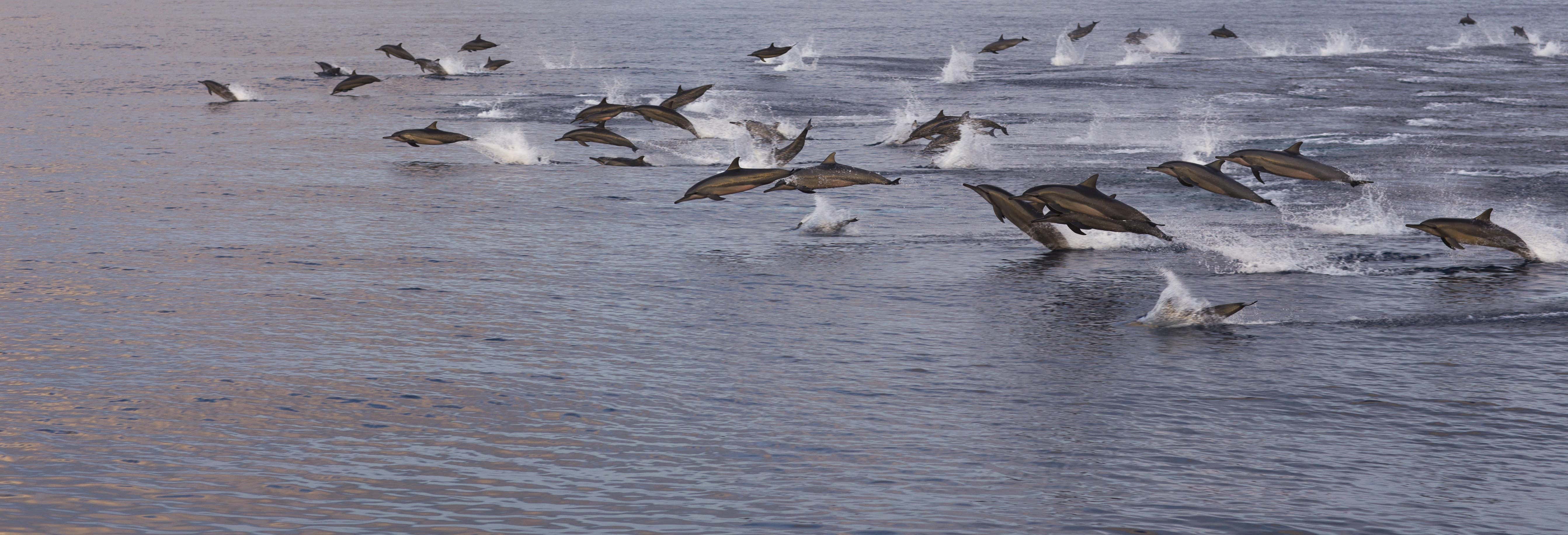 Avistamento de golfinhos em Malé