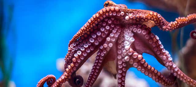 Biglietti per l'Acquario Nazionale di Malta